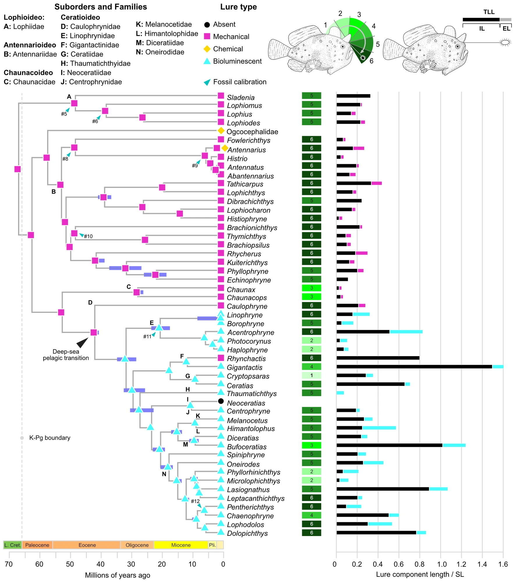 Phylogenetics