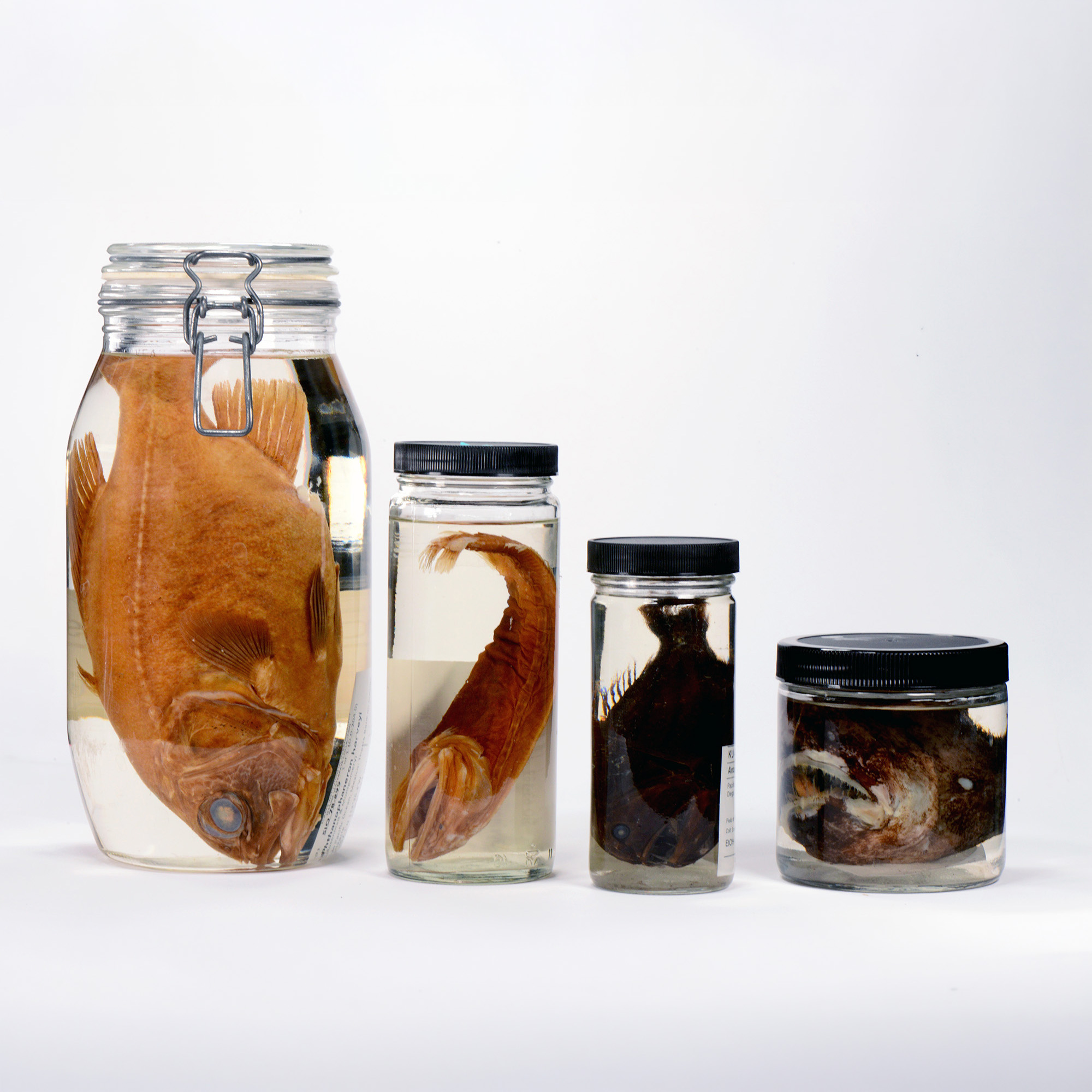 Museum Collections