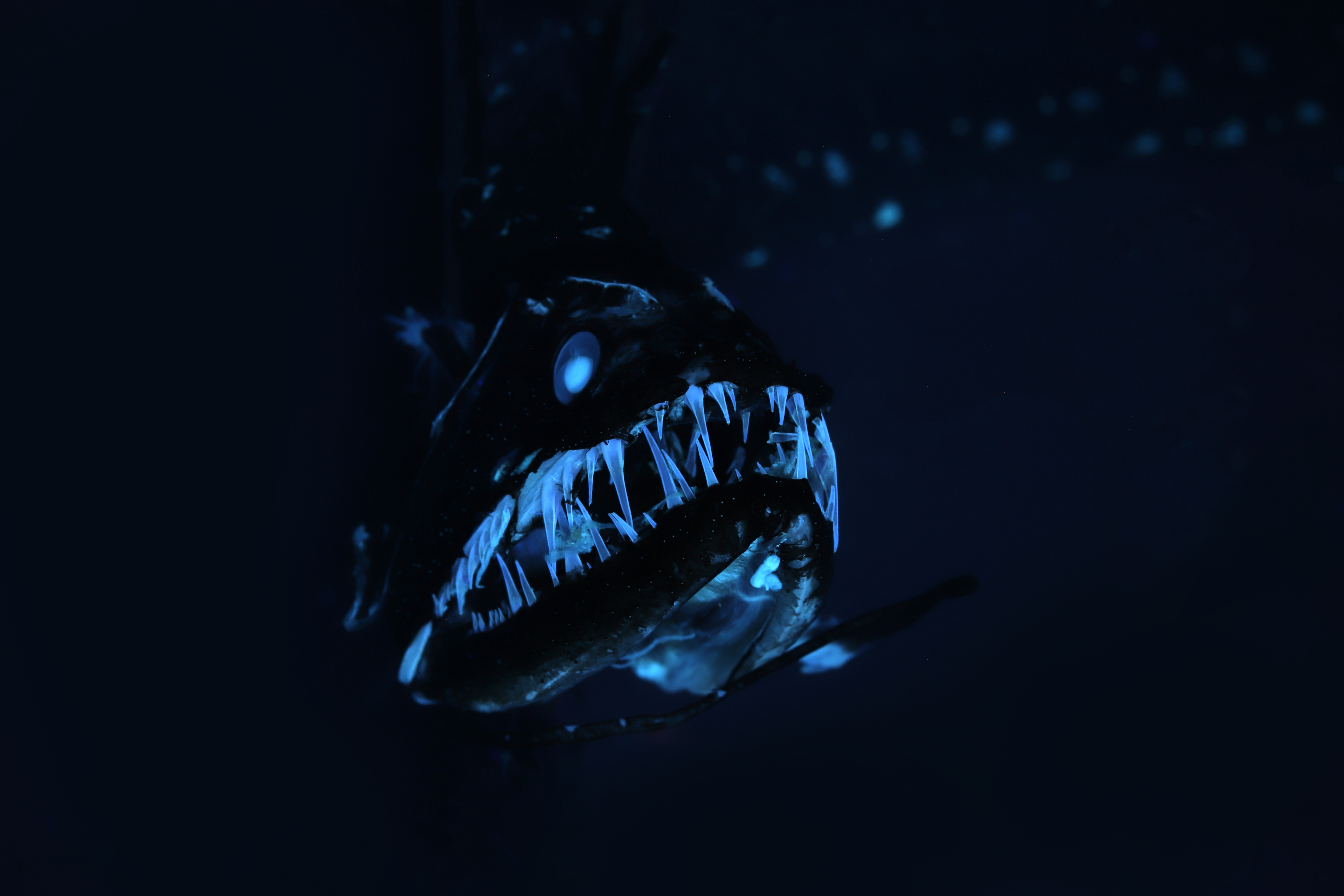 Touchedup Bioluminescent