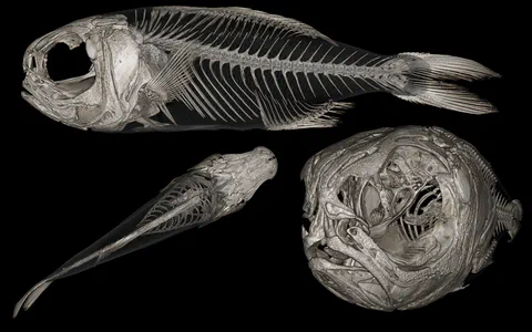 Fish skeleton and anatomical views against a black background