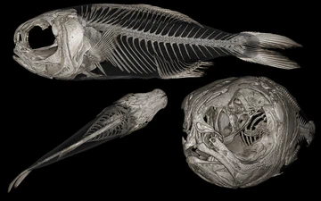 Fish skeleton and anatomical views against a black background