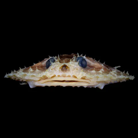 Circular seabat specimen photographed against a black background