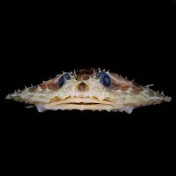 Circular seabat specimen photographed against a black background