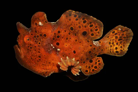 Orange frogfish photographed against a black background