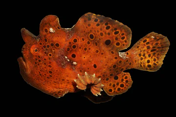 Orange frogfish photographed against a black background