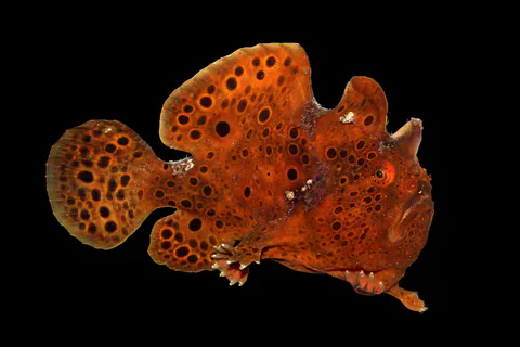 Orange frogfish photographed against a black background