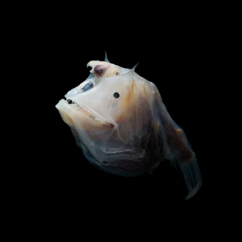 Ghostly seadevil specimen photographed against a black background