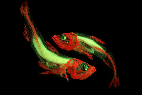Two fluorescent fish photographed against a black background