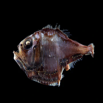 Fish specimen photographed against a black background