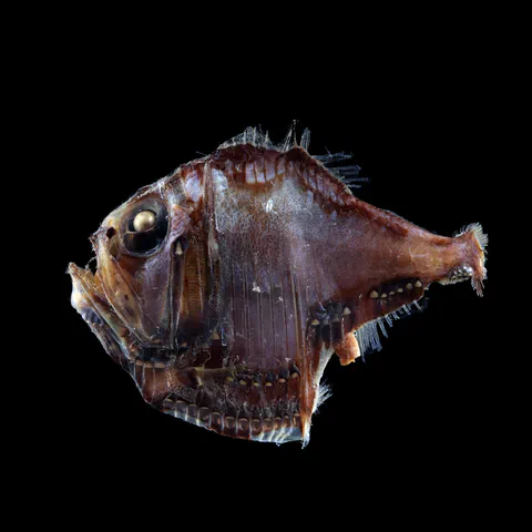 Fish specimen photographed against a black background