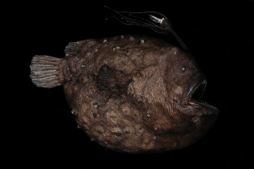 Preserved fish specimen photographed against a black background