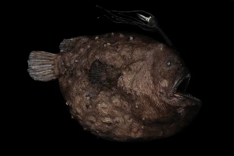 Preserved fish specimen photographed against a black background