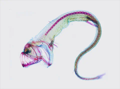 Cleared and stained fish specimen on a white background