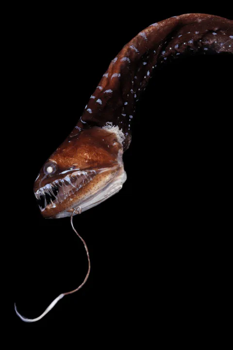 Fish lure photographed in profile against a black background
