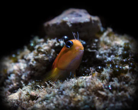 Small fish photographed underwater on a reef
