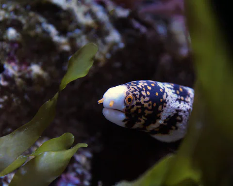 Eel photographed underwater among reef growth