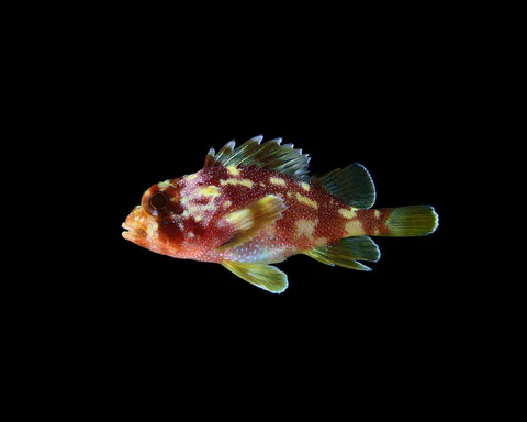 Small fish photographed against a black background