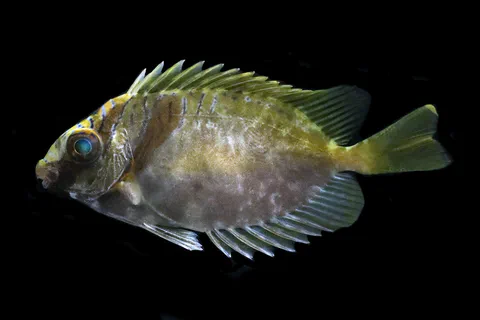 Fish specimen photographed against a black background
