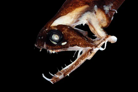 Close view of a fish head and teeth against a black background