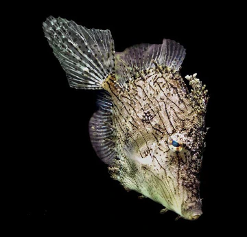 Fish specimen viewed from above against a black background