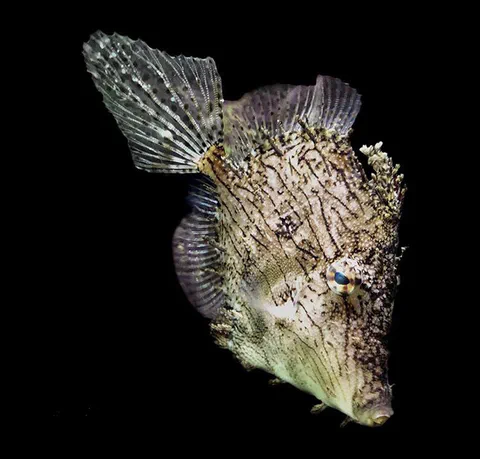 Fish specimen viewed from above against a black background