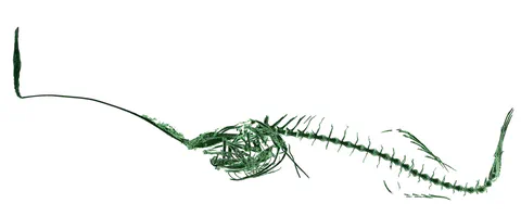 Anatomical fish drawings on a white background