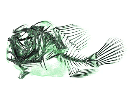Fish skeleton and anatomical drawing on a white background