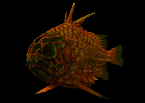 Red fish specimen photographed against a black background