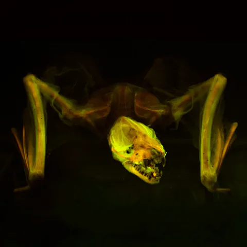 Fluorescent fish specimen photographed against a black background