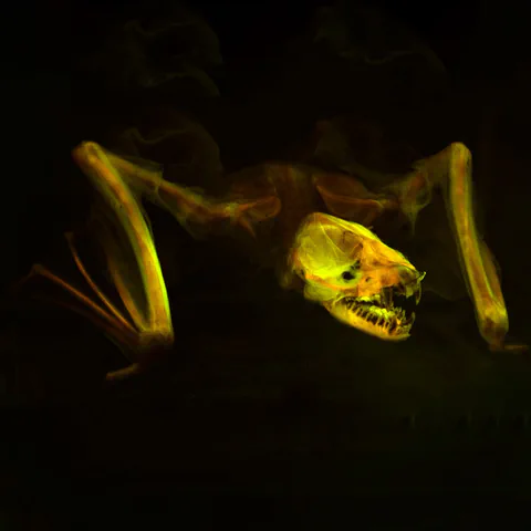 Fluorescent fish specimen photographed against a black background
