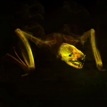 Fluorescent fish specimen photographed against a black background