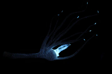 Bioluminescent Pacific footballfish lure against a black background