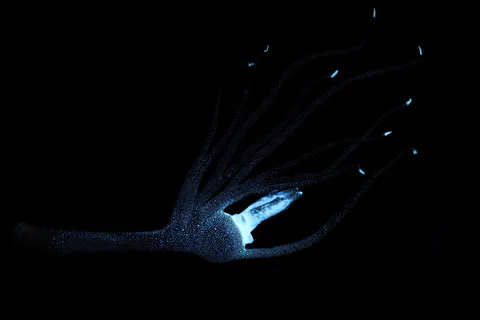 Bioluminescent Pacific footballfish lure against a black background