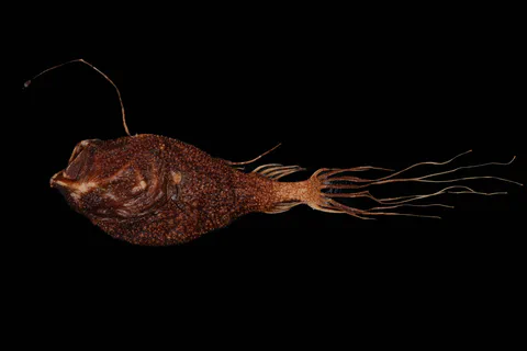 Southern seadevil specimen photographed against a black background