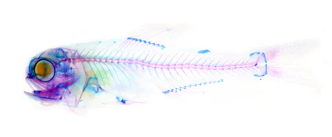 Cleared and stained fish specimen on a white background