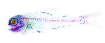 Cleared and stained fish specimen on a white background