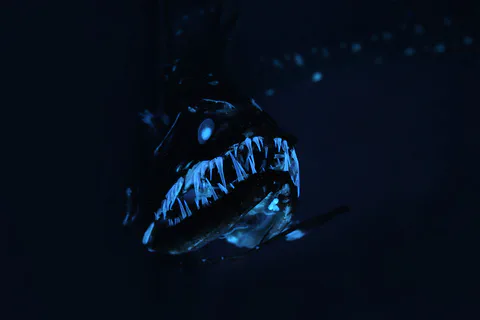 Bioluminescent fish photographed in dark water