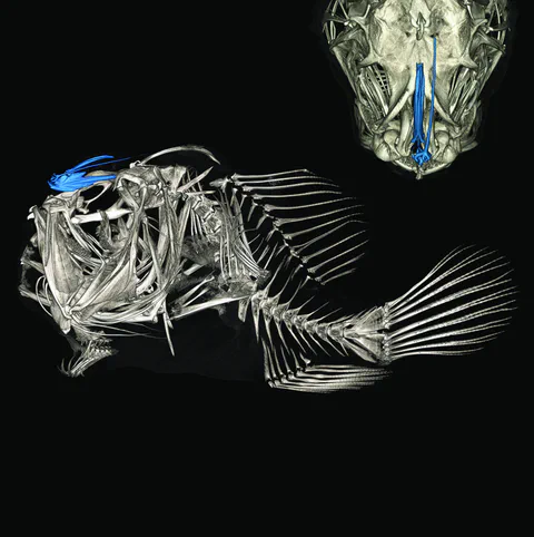 Warty frogfish skeleton photographed against a black background