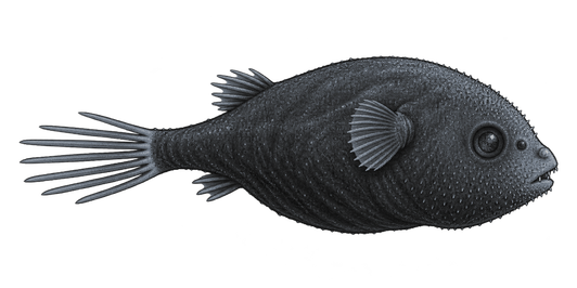 Inferred Diceratias male attached beneath the female pectoral fin