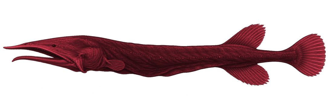 Approved Enhanced female Rhamphocetichthys savagei, facing left