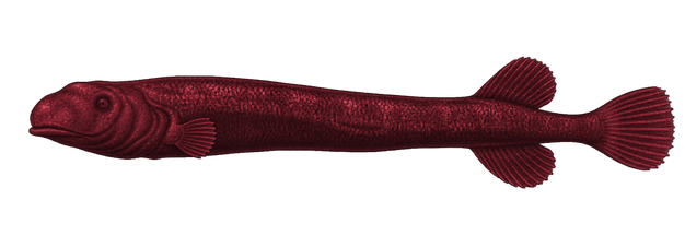 Approved hypothetical male Rhamphocetichthys savagei swimming independently; not attached